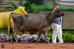 A109137-29509 A109137-29509