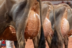 AR307996-29522 AR307996-29522