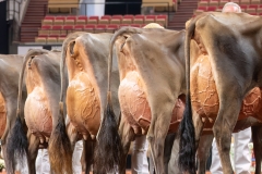 AR308004-29524 AR308004-29524