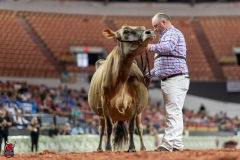 A109788-29629 A109788-29629