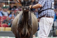 A108557-29445 A108557-29445