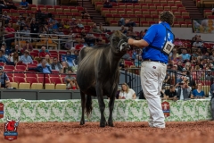 AR300861-29167 AR300861-29167