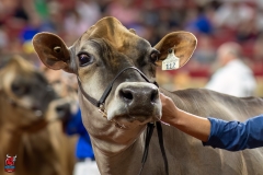 A109480-29554 A109480-29554