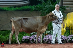 A106857-29210 A106857-29210