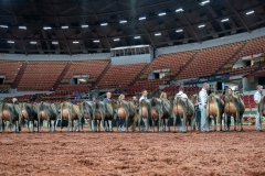 AR301240-29223 AR301240-29223