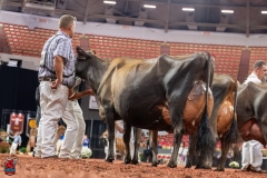 AR309772-29582 AR309772-29582