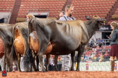 AR309773-29585 AR309773-29585