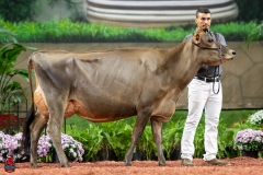 A107625-29337 A107625-29337