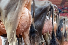 AR301250-29356 AR301250-29356