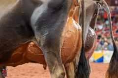 AR307843-29422 AR307843-29422