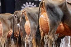 AR307852-29399 AR307852-29399