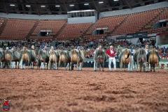 AR307855-29429 AR307855-29429