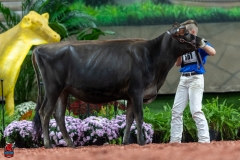 A103490-29036 A103490-29036