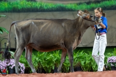 A103515-29038 A103515-29038