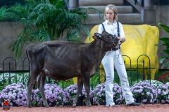 A103112-28852 A103112-28852