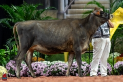 A103970-29126 A103970-29126