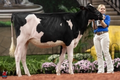 A109796-28491 A109796-28491