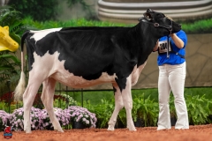 A109817-28493 A109817-28493