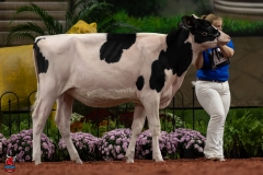 A109950-28508 A109950-28508