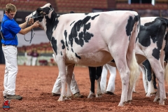 A100678-28613 A100678-28613