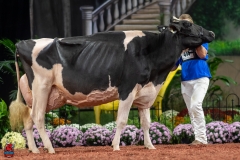 A102519-28779 A102519-28779