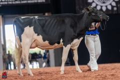 A101457-28682 A101457-28682