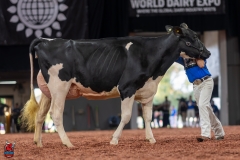 A101469-28683 A101469-28683