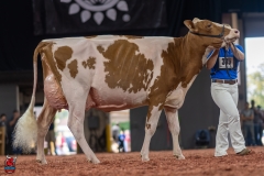 A101478-28684 A101478-28684