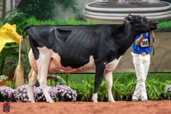 A101775-28718 A101775-28718