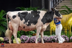 A101778-28719 A101778-28719