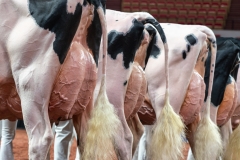 AR300178-2 AR300178-2