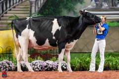 A101537-28698 A101537-28698