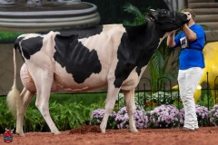 A101960-28737 A101960-28737