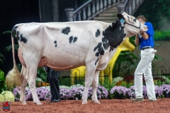 A101138-28652 A101138-28652