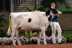 A100185-28536 A100185-28536