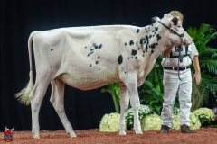 A109313-28426 A109313-28426