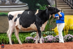 A100545-28593 A100545-28593