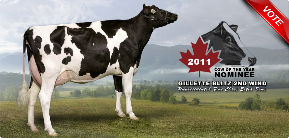 Gillette Blitz 2nd Wind: 2011 Canadian Cow of the Year Nominee