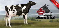 Gillette Blitz 2nd Wind: 2011 Canadian Cow of the Year Nominee