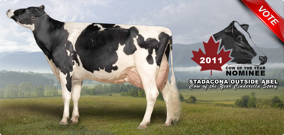 STADACONA OUTSIDE ABEL: 2011 CANADIAN COW OF THE YEAR NOMINEE