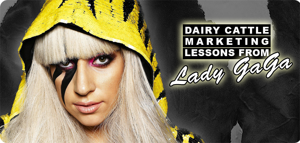 Dairy Cattle Marketing Lessons from Lady Gaga