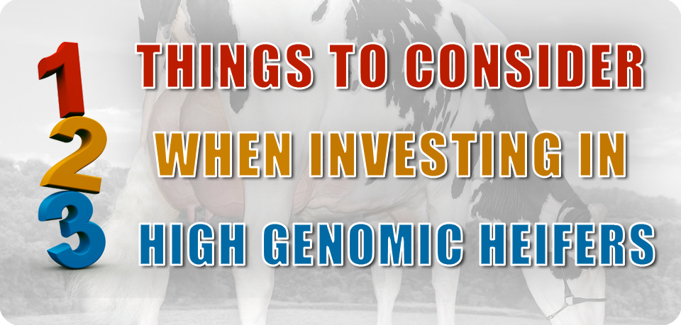 Top Three Things to Consider When Investing In High Genomic Heifers
