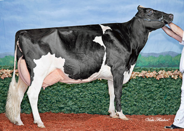 APPLEVUE GOLDWYN GINA - Canada's Newest 95 point cow