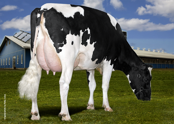 Dam of lot 29 - GILLETTE SHOTTLE JEWELL VG-86-3YR CAN
