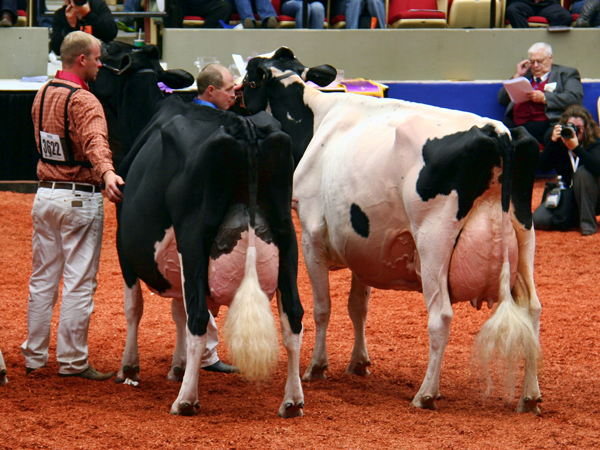 125,000 lbs class - World Dairy Expo 2012
