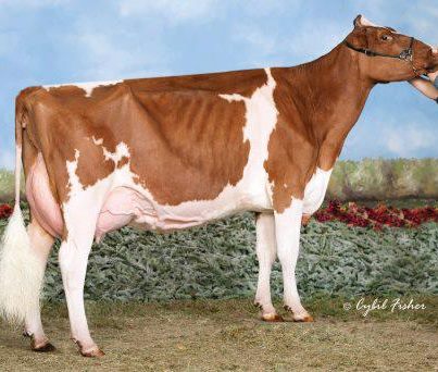 Angelo Advent Orchid Red now EX-94 95-MS - 2nd 5-year-old at 2012 International Red and White Show. Nom. AA R&W 4-Year-Old 2011 