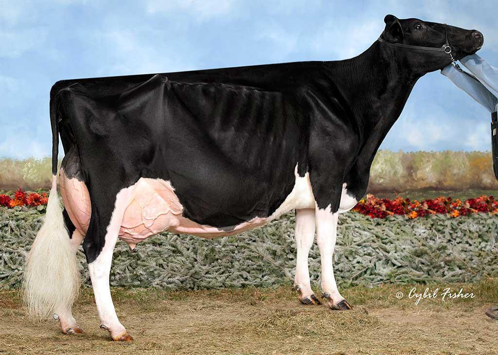 Savage-Leigh Leona-ET is now EX-96