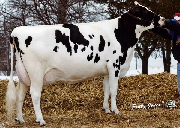 GLEN DRUMMOND AERO FLOWER VG-88-3YR-CAN 18*