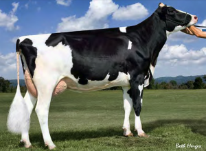 GLEN-TOCTIN BOLT LUCILLE VG-87 - dam of lot 3