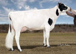 Kings-Ransom Planet Dove now VG-87 (2190 GTPI Planet x 87 Ramos) Kings-Ransom Planet Dove now VG-87 (2190 GTPI Planet x 87 Ramos)